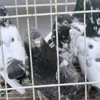 تیدی،کبوتر پاکستانی|پرنده|بندرلنگه, |دیوار