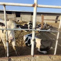 پرس کلش گندم