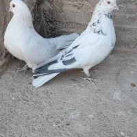 کبوتر پرشی و رنگی دونسته