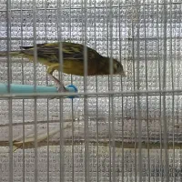 پرنده|پرنده|صدرا-فارس, فاز ۱|دیوار