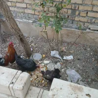 خروس و مرغ تخم گذار