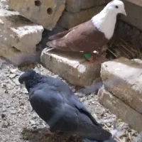 کبوتر قلدر وخوشکل|پرنده|تربت‌حیدریه, شهرک ولیعصر|دیوار