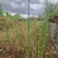 فروش زمین 400 متری با پروانه ساخت در احمدسرگوراب|فروش زمین و ملک کلنگی|احمدسرگوراب, |دیوار