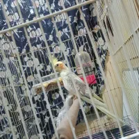 عروس هلندی|پرنده|شیراز, عادل آباد|دیوار