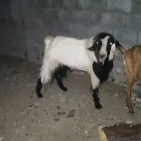 نری رودان|حیوانات مزرعه|رودان, |دیوار