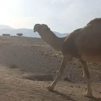 لوک داشتی|حیوانات مزرعه|جره و بالاده, |دیوار