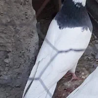 ۱۰ عدد طوقی رو هم ۶۵۰۰۰۰