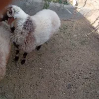 بره نر