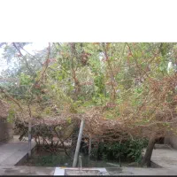 خونه ویلایی|فروش خانه و ویلا|سراوان, |دیوار