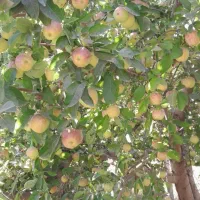 فروش باغ|فروش زمین و ملک کلنگی|شاهین دژ, |دیوار