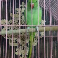 طولی ملنگو 10ماهه