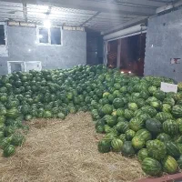 میوه هندونه