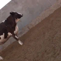 گاوشیری وتلیسه ابستن|حیوانات مزرعه|باشتین, |دیوار