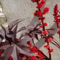 مدارک گمشده