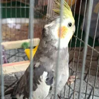 عروس هلندی نر