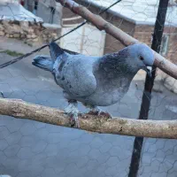 کبوتر ترکیه