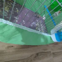 فروش فنچ|پرنده|محمدیه-قزوین, |دیوار