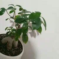 نخل و...|گل مصنوعی|تبریز, |دیوار