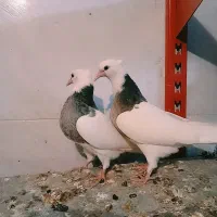 طوقی کله ای|پرنده|مبارکه, |دیوار