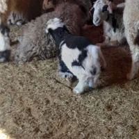 معاوضه ۱۹راس میش با کهره|حیوانات مزرعه|بهبهان, |دیوار