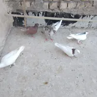 کفتر رنگی
