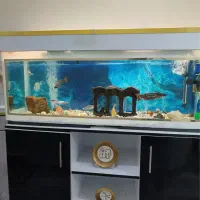 آکواریوم و ماهی|ماهی|نسیمشهر, |دیوار