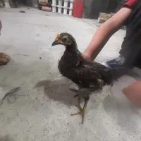 جوجه گلپایگانی ۵ ماه