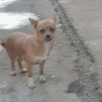 پاکوتا سایز ریز