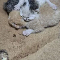 3 عدد بچه گربه و یک عدد گربه مادر واگذاری