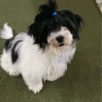 فروش فوری سگ