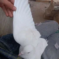 کفتر سفید پوشتکی نر