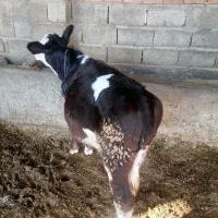 گوساله سمیتال ۵ماهه