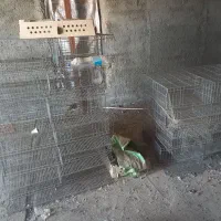 قفسه بلدرچین|لوازم جانبی حیوانات|بوئین زهرا, |دیوار