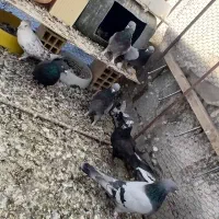 کبوتر پر قدیمی|پرنده|سامان, |دیوار