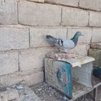 کبوتر بسیارعالی دورگه|پرنده|سیرجان, |دیوار