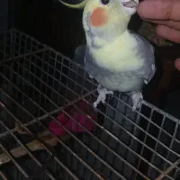 عروس ابلق نر و موشی نر