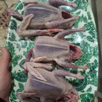 کبوتر شسته و پاک شده آماده مصرف