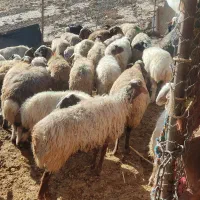 گوسفند وشیشک وبز وتی بز چاق کشتاری روغنی