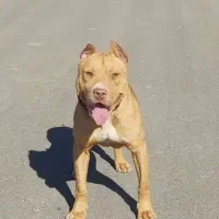 گمشده یک سگ پیتبول