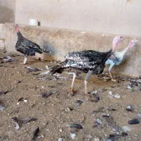 بوقلمون جوون