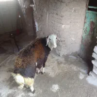 دو راس بره قوچ کله عروس فروشی