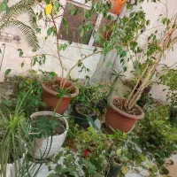 انواع گیاهان