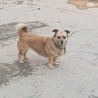 یک غلاده سگ|سگ|اسفرورین, |دیوار