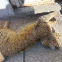 واگذاری گربه|گربه|نیشابور, مدرس|دیوار