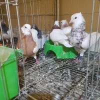 کفتر طوقی جفت با جوجه