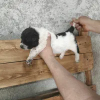 واگذاری توله آلابای