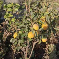 باغ و باغچه|فروش زمین و ملک کلنگی|صباشهر, |دیوار