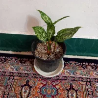 فروش خاک برگ گلهای آپارتمانی
