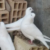 کبوتر سیاه بوشهری هندی بمبئی|پرنده|خورموج, |دیوار