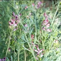 شاه تره تازه